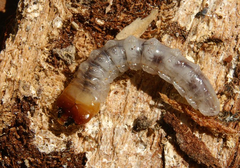 Larva de Insecto xilofágo