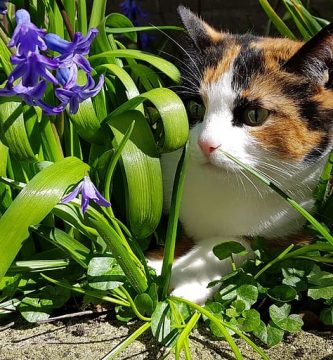 Plantas Repelentes de Gatos