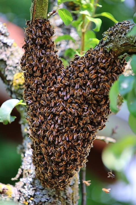 enjambre de abejas